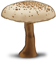 http://s6.cromimi.com/images//produits/champignons/02.png