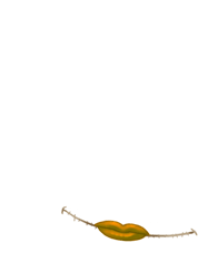 Adopte un(e) Souris Abricot angora