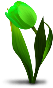 Tulipe