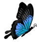 Papillon (petit)