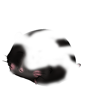 Adopte un(e) Hamster Beige et Noir