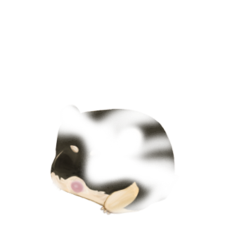 Adopte un(e) Hamster Fushia