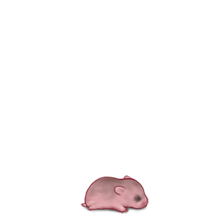 Adopte un(e) Hamster Sable